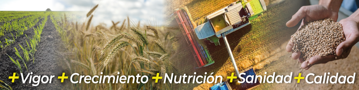 Campaña Gruesa